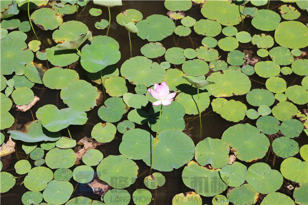 “荷風(fēng)送香氣，竹露滴清響”洛陽隆中重工2019年度員工旅游活動(dòng)--登封大熊山仙人谷一日游